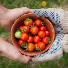 Hands sharing a bowl of tomatoes (square)